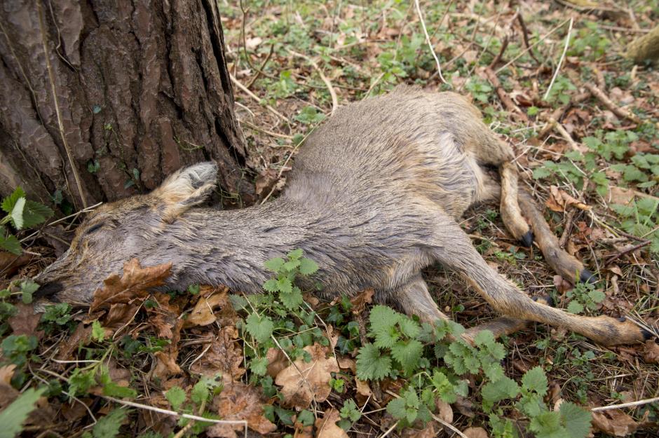 South Carolina: Deer carcass exemption